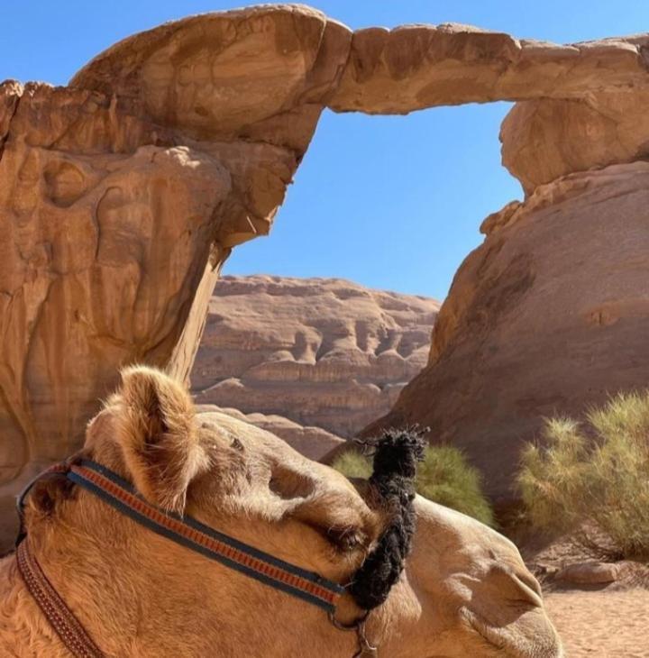Moon City With Jeep Trips وادي رم المظهر الخارجي الصورة